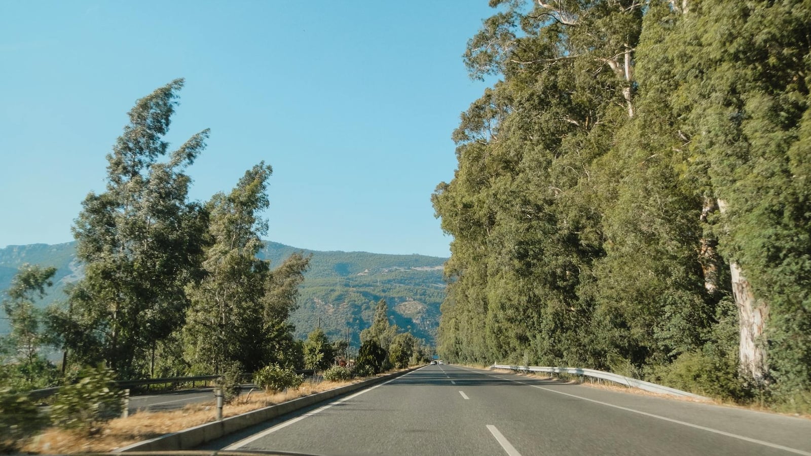 Tree-lined road through Morača canyon